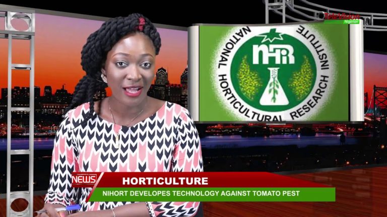 NIHORT DEVELOPES TECHNOLOGY AGAINST TOMATO PEST