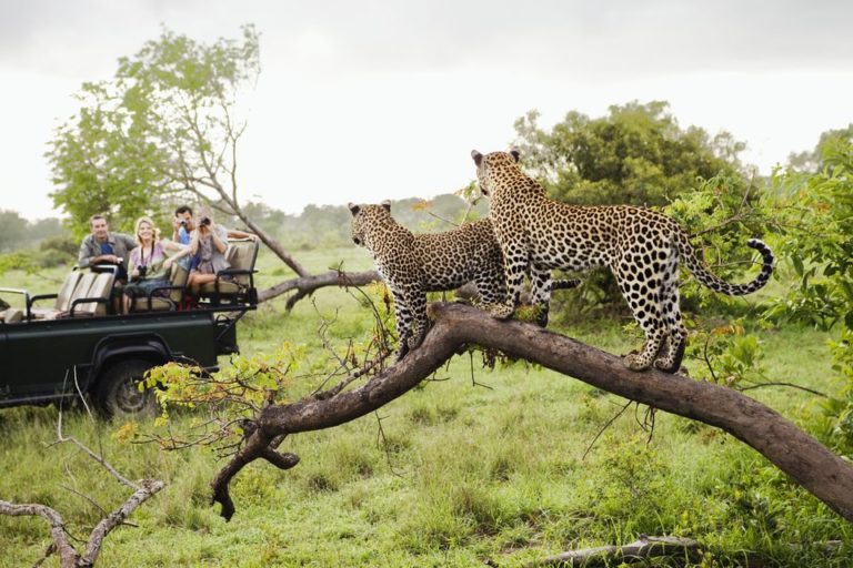 Leopard Kills Toddler in Kruger National Park, South Africa