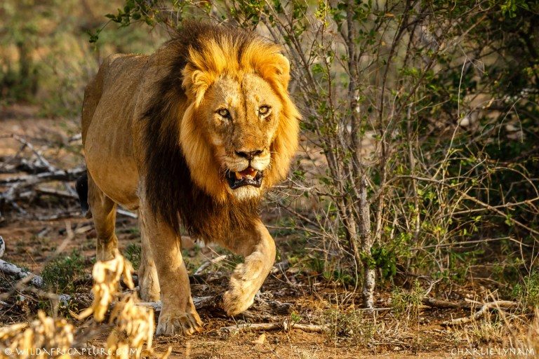 Breaking: Escaped Kano zoo lion captured