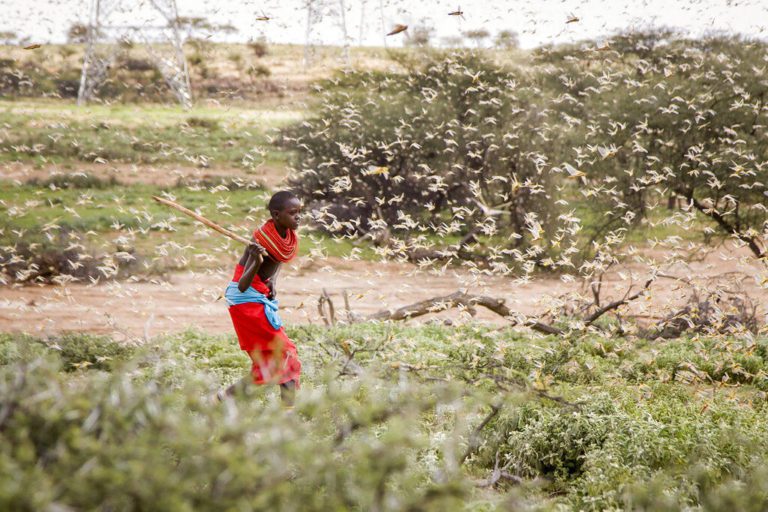 Food crisis imminent as desert locusts invade Kenya, Ethiopia and Somalia