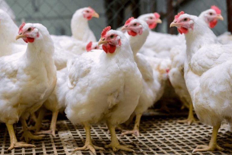 Deadly bird flu breaks out amidst Coronavirus in China