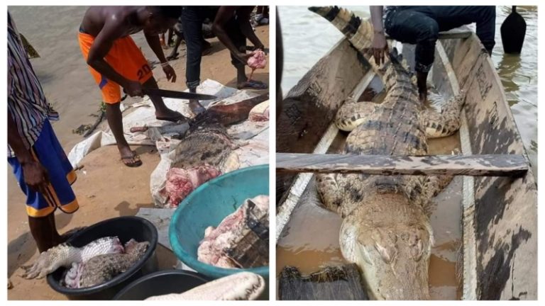 Constant butchering of endangered animals worrisome – C-G National Park