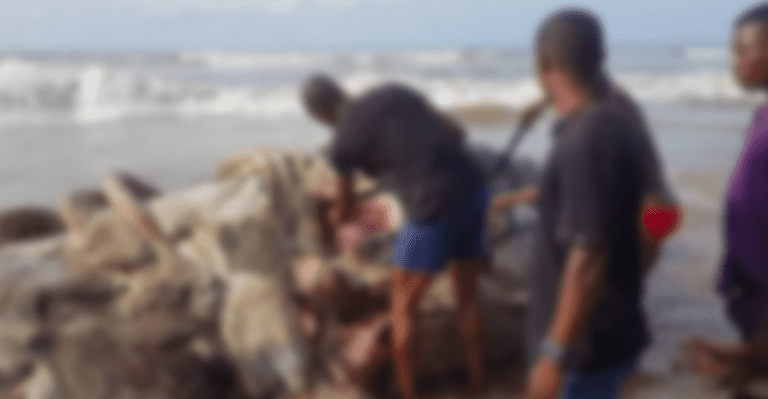 SHOCKER: Dead Whale consumed by Rivers Residents died a Month ago [PHOTOS]