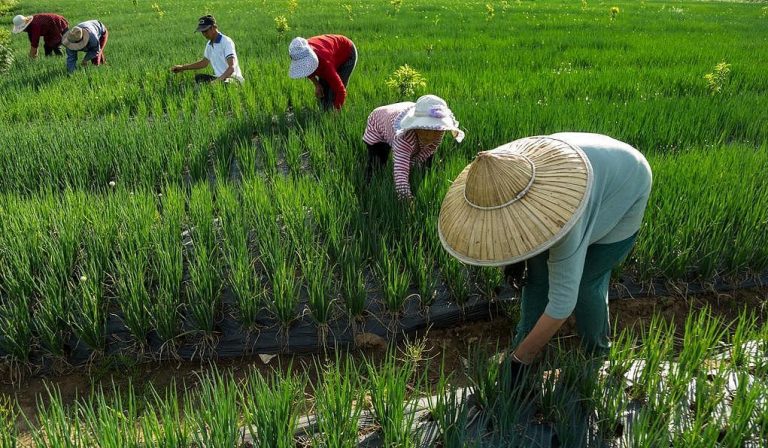 Buhari bemoans insufficient agricultural land utilization.