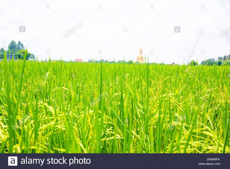 Food security: RIFAN assures Nigerians that rice production will increase