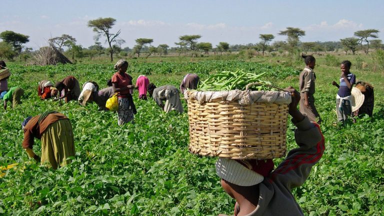 Farmers are using radio to increase their access to financing