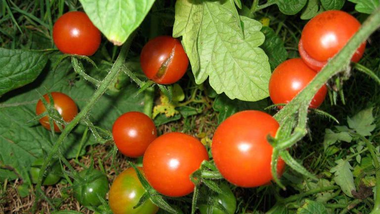 Experts: Biotechnology Can Aid in the Achievement of the SDGs