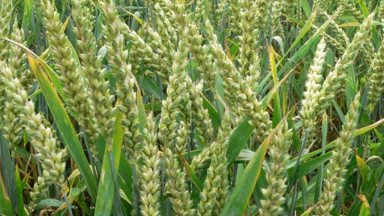 Buhari promises to stop importing wheat, urges wheat farming at home