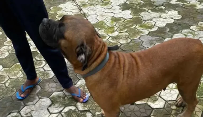 Revealed! How a herbalist bled to death after being bitten by his own dog