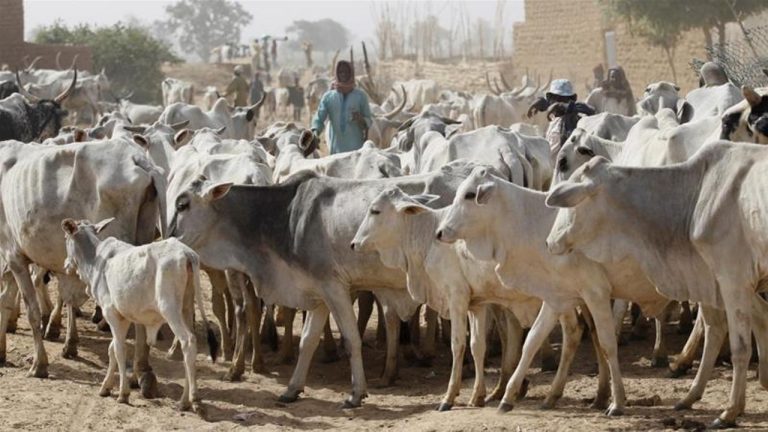 Don’t Graze Cattle On Graveyards, Hisbah Tells Jigawa Residents