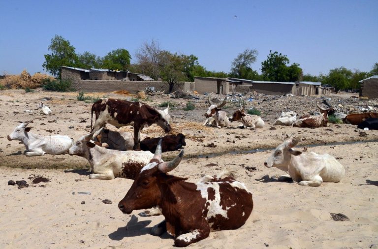 12 Killed As Farmers, Herders Clash In Chad
