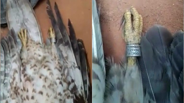 Confusion in Ondo community as bird with cipher ring falls from sky