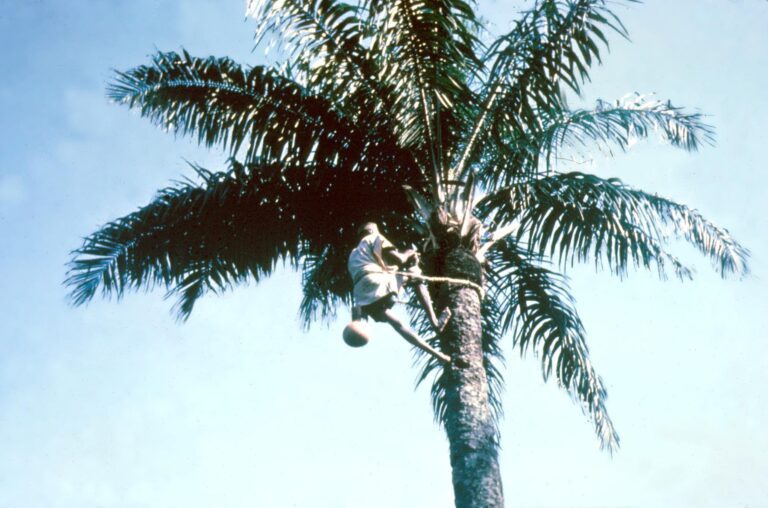 Police detain palm wine tapper over death of an octogenarian