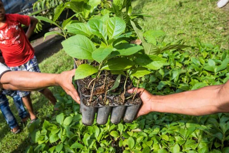 NGO gives away 20,000 tree seedlings