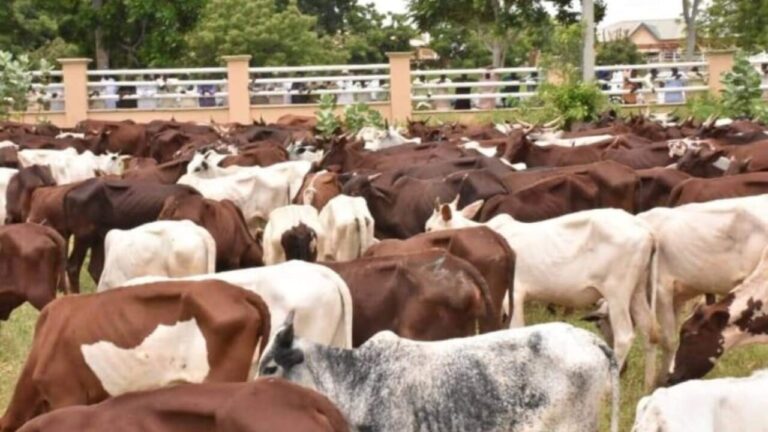 Anthrax: Cattle sellers, butchers lament as chefs, families cut down on beef