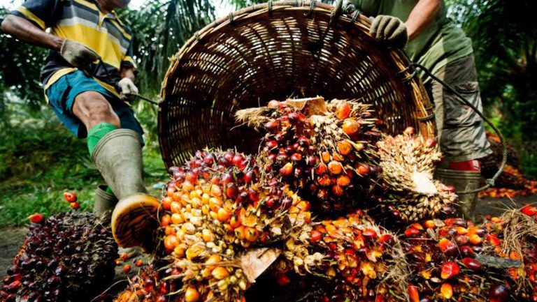Nigeria ought to produce the most palm oil, says Okitipupa Oil Palm Plc MD