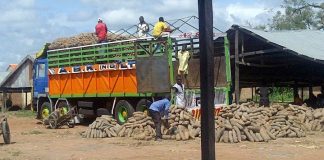 Customs release 15 trucks of seized food items 