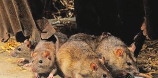 Delta urges sensitisation as Lassa fever kills two