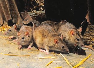 Delta urges sensitisation as Lassa fever kills two