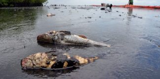 End pollution now, N'Delta communities tell oil firms