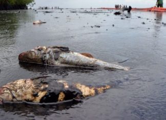 End pollution now, N'Delta communities tell oil firms