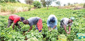 Europe is creating an agricultural sinkhole for Africa