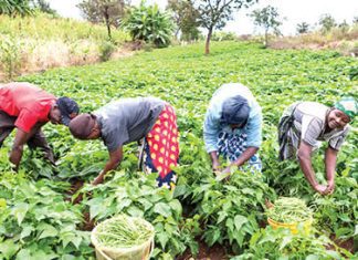 Europe is creating an agricultural sinkhole for Africa