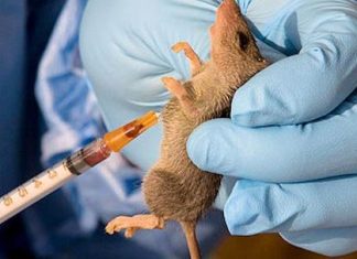 Lassa fever kills 19 in Taraba