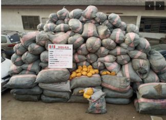 NDLEA seizes 44,948kg drugs, vehicles in Lagos, Edo, Ondo raids