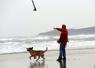 New study reveals dogs understand owners