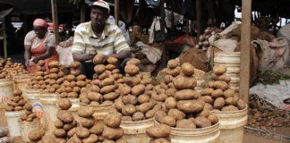 Nigerian researchers competent to help potato farmers