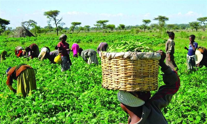 5,000 Kaduna ginger farmers get FG inputs