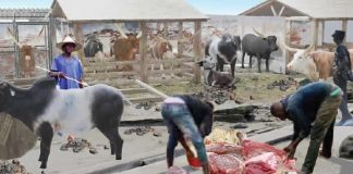 Butchers lament poor state of Badagry abattoir