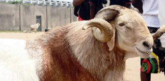 Chief Imam’s Sallah ram stolen in Jos