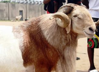 Chief Imam’s Sallah ram stolen in Jos