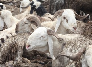 Kano shares 700 cows among 5,600 individuals