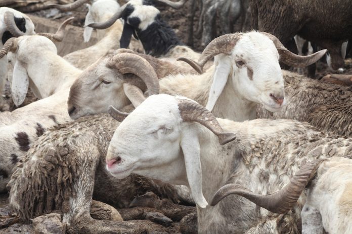 Kano shares 700 cows among 5,600 individuals