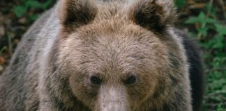 Bear attacks tourist in Italy