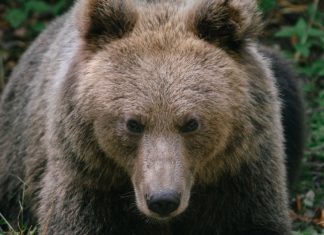 Bear attacks tourist in Italy