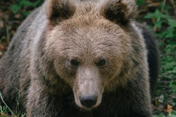 Bear attacks tourist in Italy