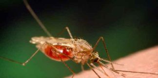 FG sets advisory board, ministerial taskforce on malaria elimination