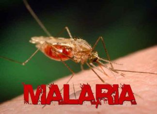 FG sets advisory board, ministerial taskforce on malaria elimination