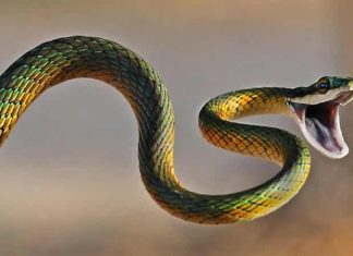 Man in China caught smuggling 100 live snakes in his trousers