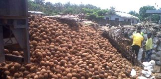 Nigeria can earn $100bn annually from coconut production-LASCODA