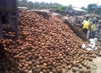 Nigeria can earn $100bn annually from coconut production-LASCODA