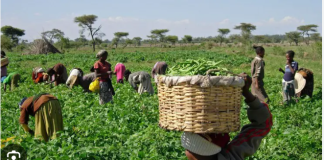 Ogun targets 100,000 farmers for capacity building