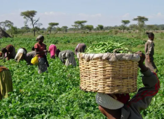 Ogun targets 100,000 farmers for capacity building