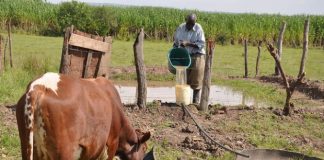 Tantaliser, Livestock Feeds lift equity market to over N16bn gain