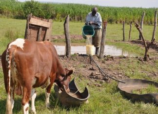 Tantaliser, Livestock Feeds lift equity market to over N16bn gain