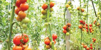 500 Edo farmers get FG’s tomato seeds